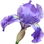 Iris germanica