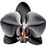 schwarze Orchidee