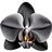 schwarze Orchidee
