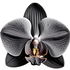 schwarze Orchidee