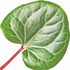 Alpenveilchenblatt