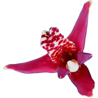 Kokos-Orchidee