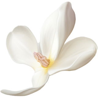 weißer Osmanthus