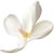White osmanthus absolute