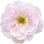 Himalaya-Rose
