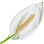 Aronstabblüte