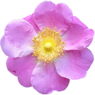 Sandrose
