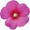 Rose mallow