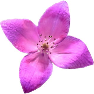 Boronia