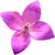 tasmanisches Boronia Absolue