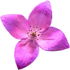 Boronia