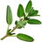 Thymian