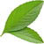Lemon vervain