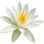 Pink water lily