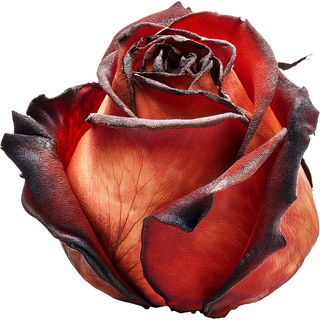 Smoked rose