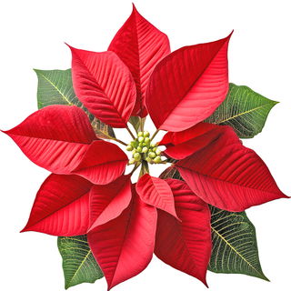Poinsettia