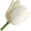 weiße Tulpe