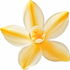 Tahitian vanilla blossom