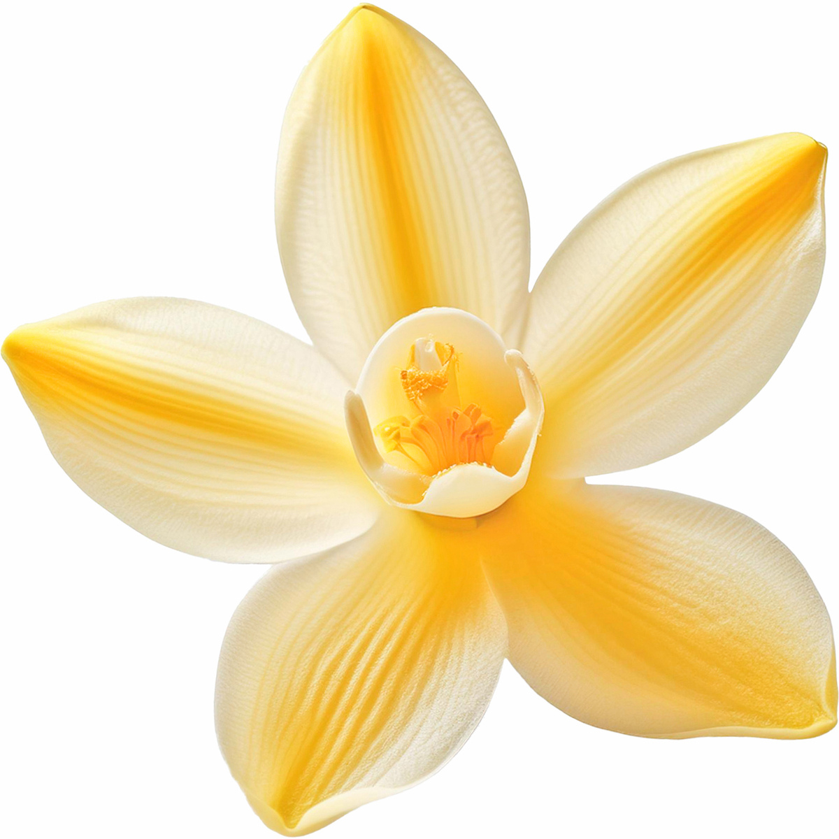 Vanilleorchidee