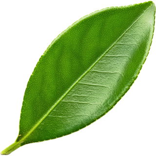 Kumquatblatt