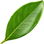 Kumquat leaf