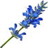blauer Salbei