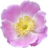 Nootka rose