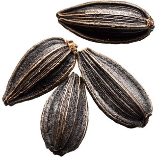 ägyptischer Schwarzkümmel