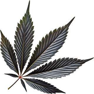 schwarzes Cannabis