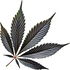 schwarzes Cannabis