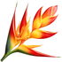 Heliconia