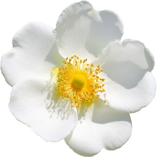 Cherokee-Rose