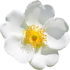 Cherokee-Rose