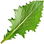 Dandelion leaf