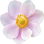 Anemone
