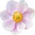 Anemone