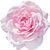 Taif rose