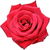 Royal William rose