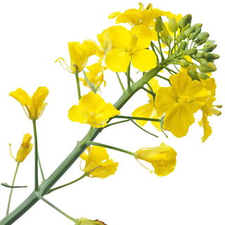Rapeseed