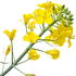 Rapeseed