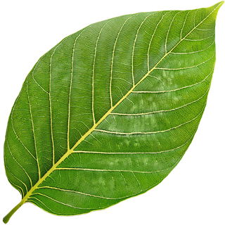 Walnussblatt