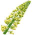 Reseda