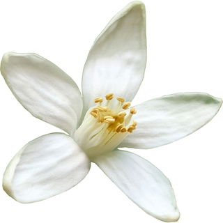 indische Mandarinenblüte