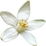 Mandarin  orange blossom