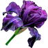 Midnight iris