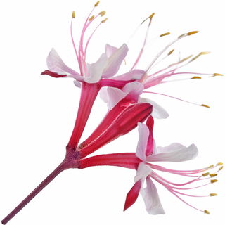 Italian honeysuckle