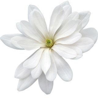 Sternmagnolie