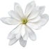 Sternmagnolie