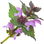 Nesselblume