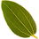 Christ's thorn jujube